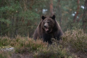 Ein europäischer Braunbär im Wald (Symbolbild). 17 Jahre nach Bruno streift wieder eines der Tiere durch Bayern.