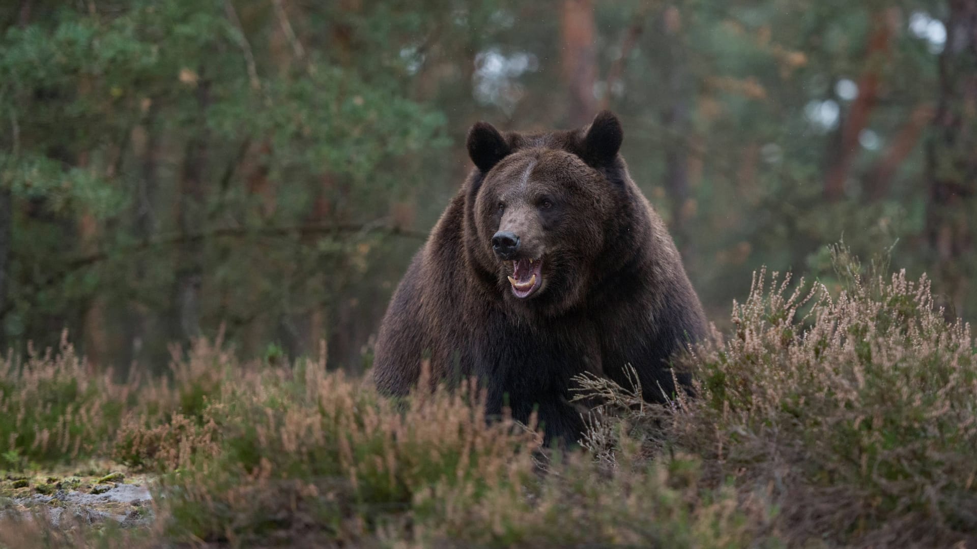 Ein europäischer Braunbär im Wald (Symbolbild). 17 Jahre nach Bruno streift wieder eines der Tiere durch Bayern.