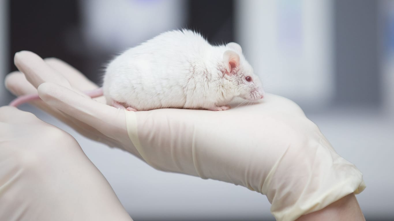 Eine Mitarbeiterin einer tierexperimentellen Forschungseinrichtung hat eine Maus in der Hand (Symbolbild): Forschende aus Niedersachsen wollen eine Alternative zu Tierversuchen finden.