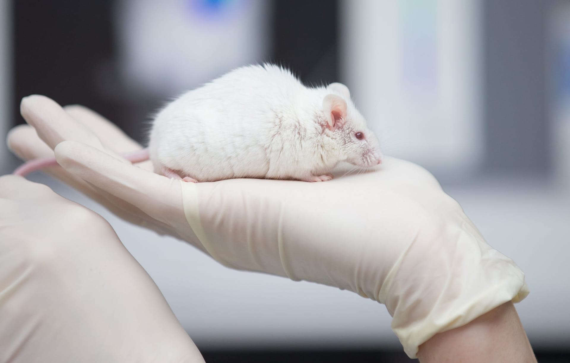 Eine Mitarbeiterin einer tierexperimentellen Forschungseinrichtung hat eine Maus in der Hand (Symbolbild): Forschende aus Niedersachsen wollen eine Alternative zu Tierversuchen finden.