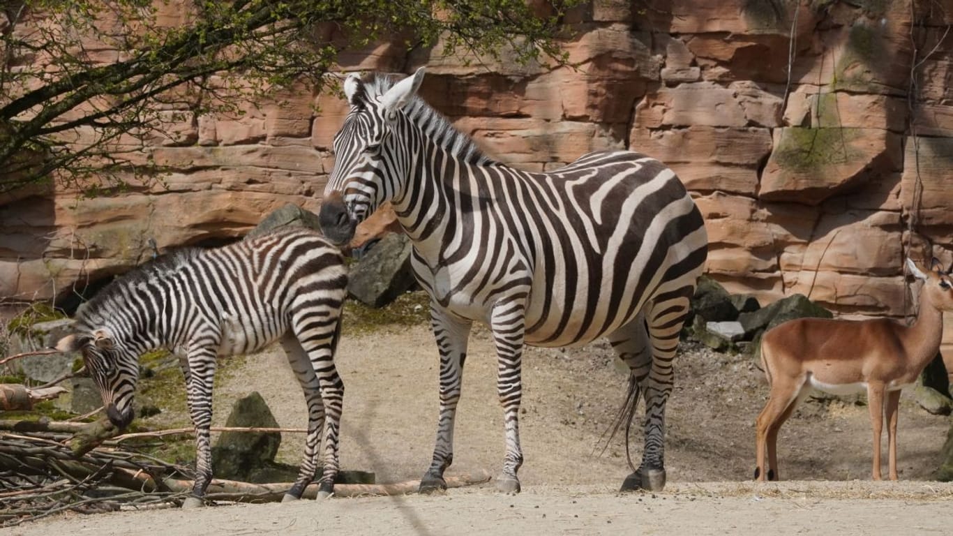 Charly und seine Mutter: Im Zoo in Hannover ist ein Zebra-Fohlen geboren worden.
