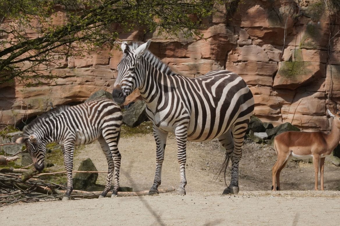 Charly und seine Mutter: Im Zoo in Hannover ist ein Zebra-Fohlen geboren worden.