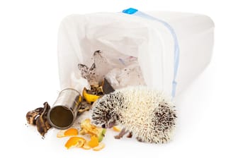 Ein Igel frisst Müll: Die kleinen Tiere riechen Essensreste im Müllsack.