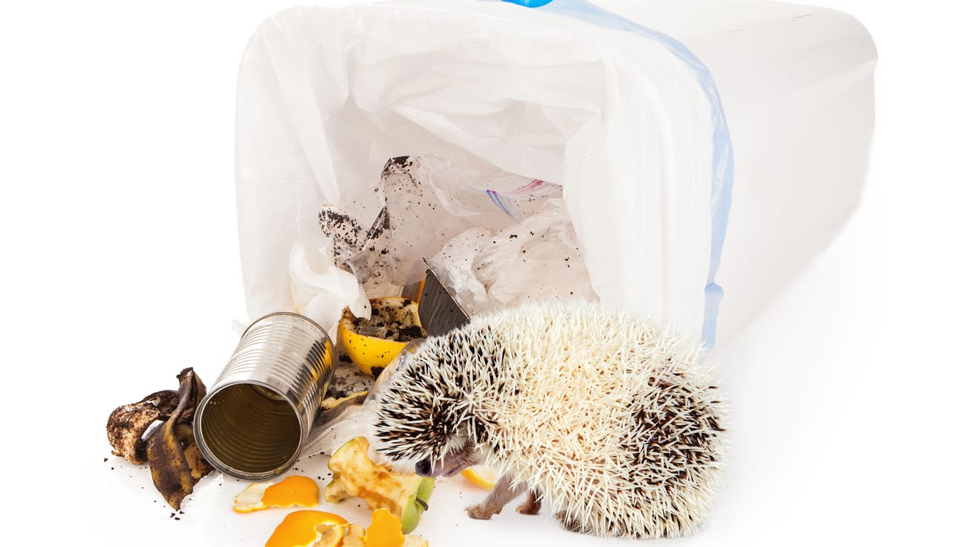 Ein Igel frisst Müll: Die kleinen Tiere riechen Essensreste im Müllsack.