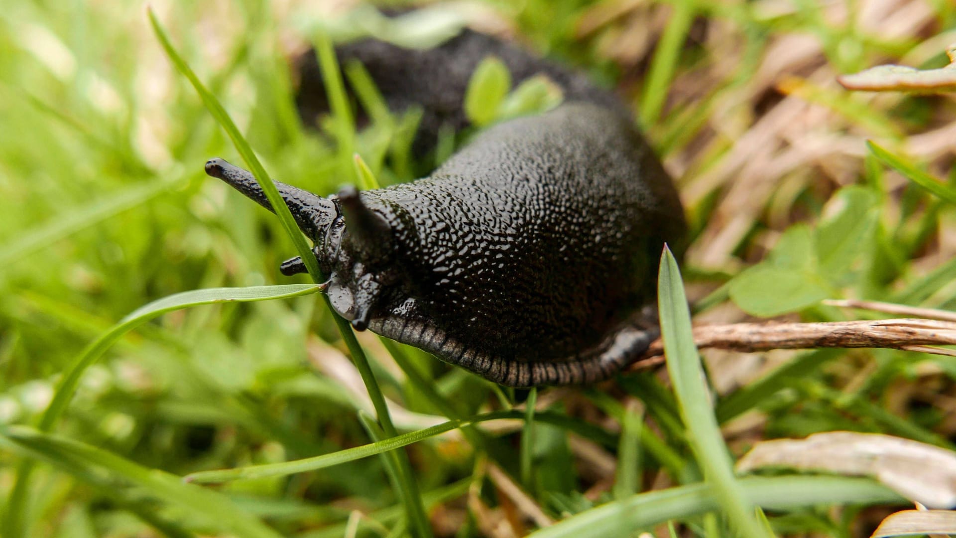 Arion hortensis: Das Weichtier ernährt sich gerne von Wurzelgemüse.