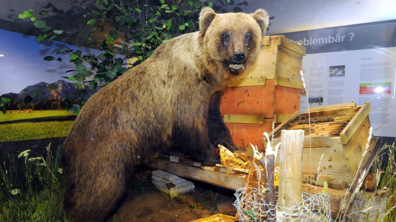 Der ausgestopfte Braunbär Bruno im Museum in München (Archivbild): Nun ist ein neues Tier in Bayern unterwegs.