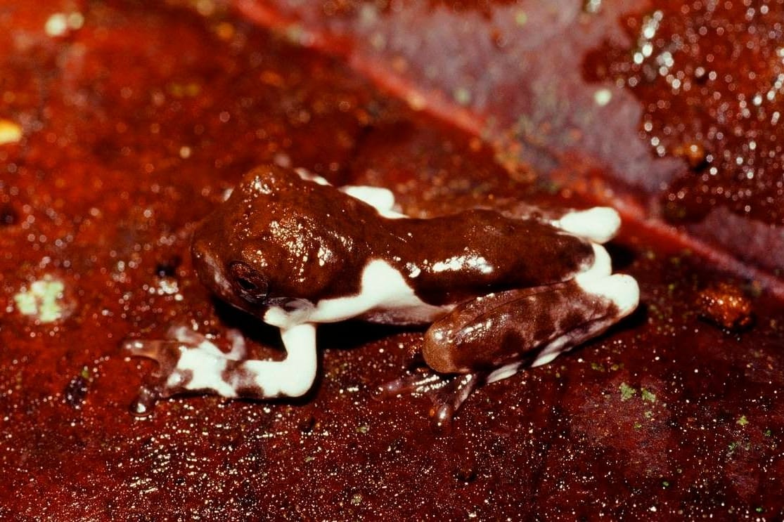 Die neu entdeckte Baumfroschart Litoria naispela tarnt sich zumindest im Jugendstadium als Vogelkot