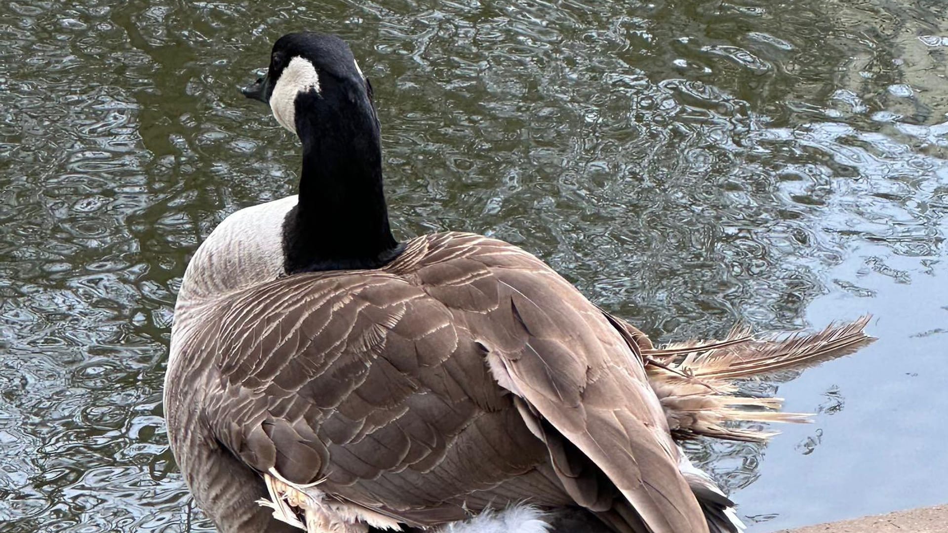 Die Stadt geht davon aus, dass der Flügel des Tieres durch falsches Futter geschädigt wurde.