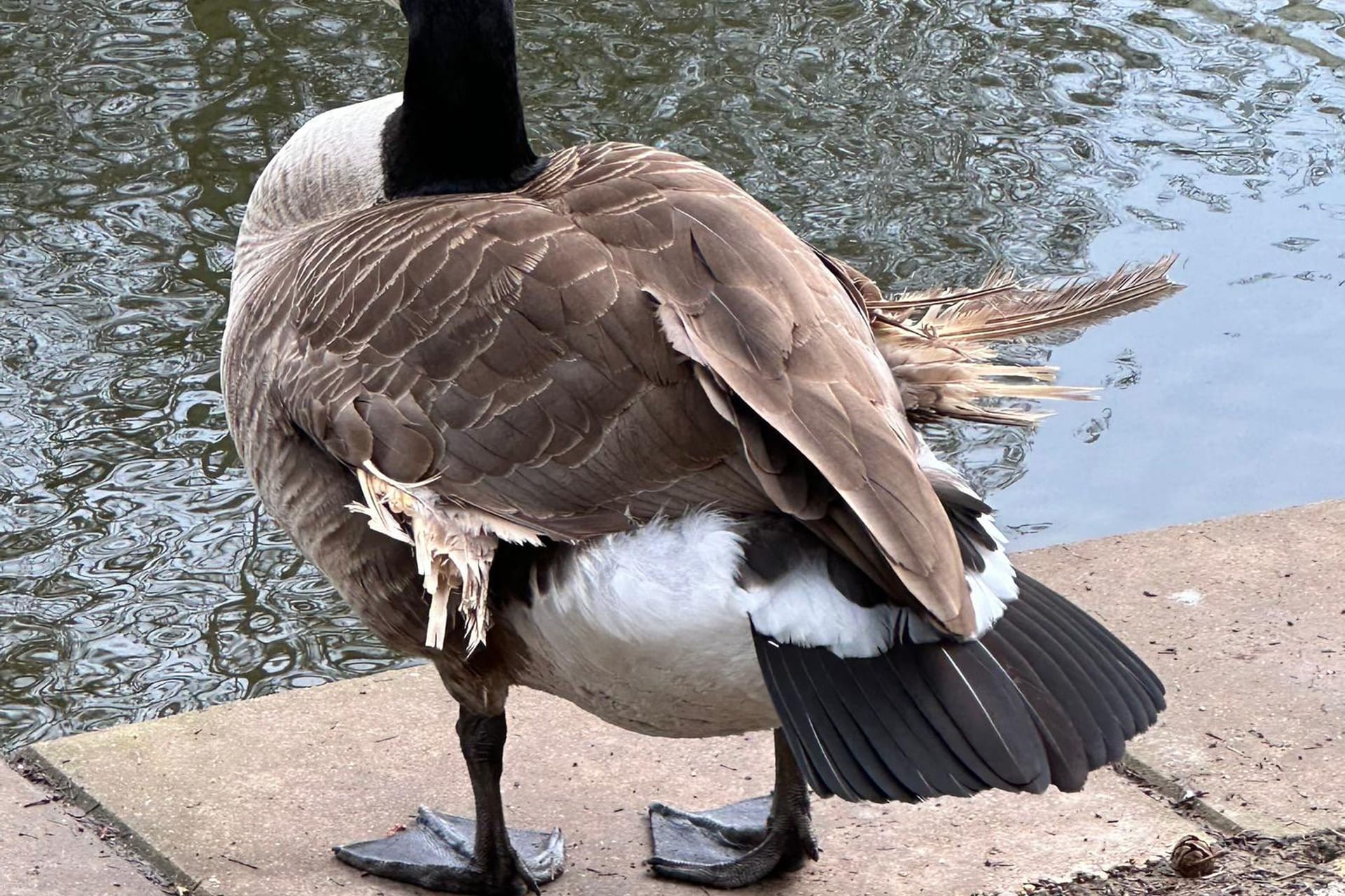 Die Stadt geht davon aus, dass der Flügel des Tieres durch falsches Futter geschädigt wurde.