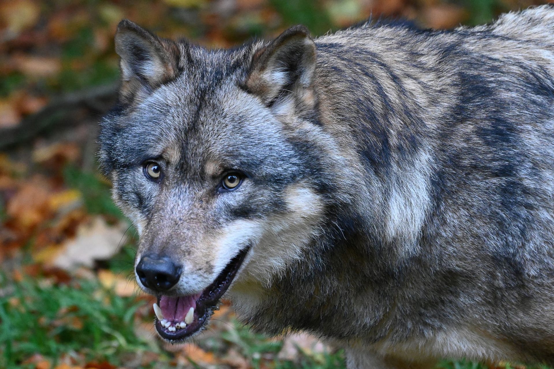 Ein Wolf läuft durch einen Wald (Symbolbild): Ein Pärchen hat am Karfeitag einen grausamen Fund gemacht.