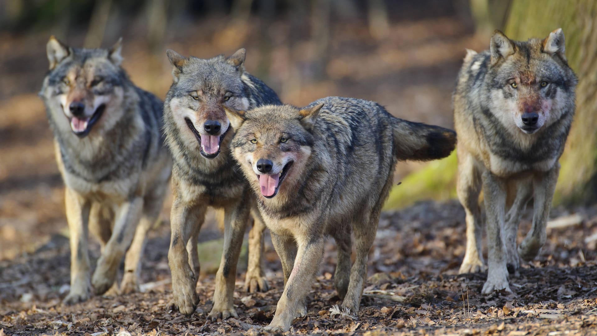 Europäische Grauwölfe im Rudel (Archivbild): Nehmen die Tiere in Deutschland allmählich überhand?