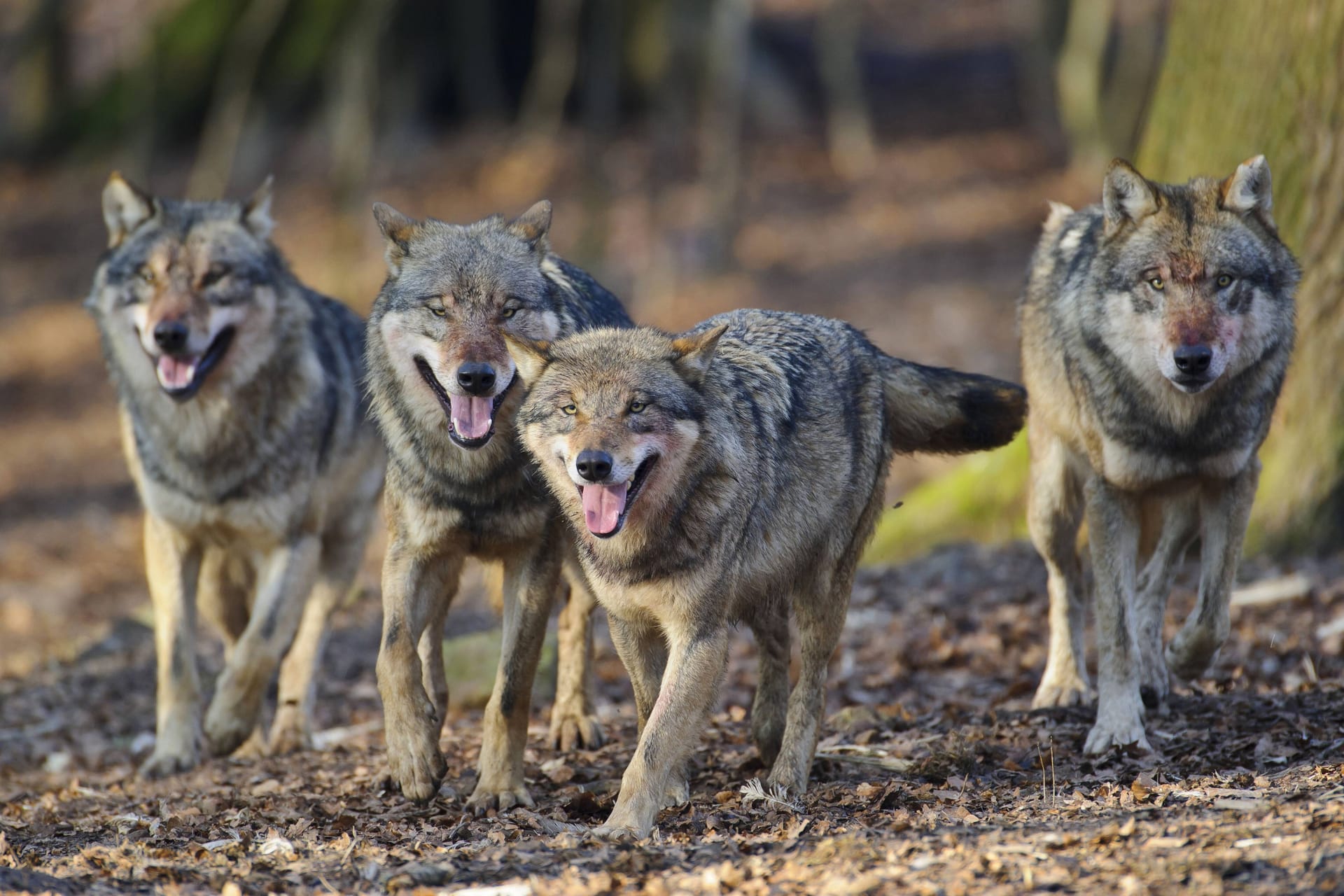 Europäische Grauwölfe im Rudel (Archivbild): Nehmen die Tiere in Deutschland allmählich überhand?