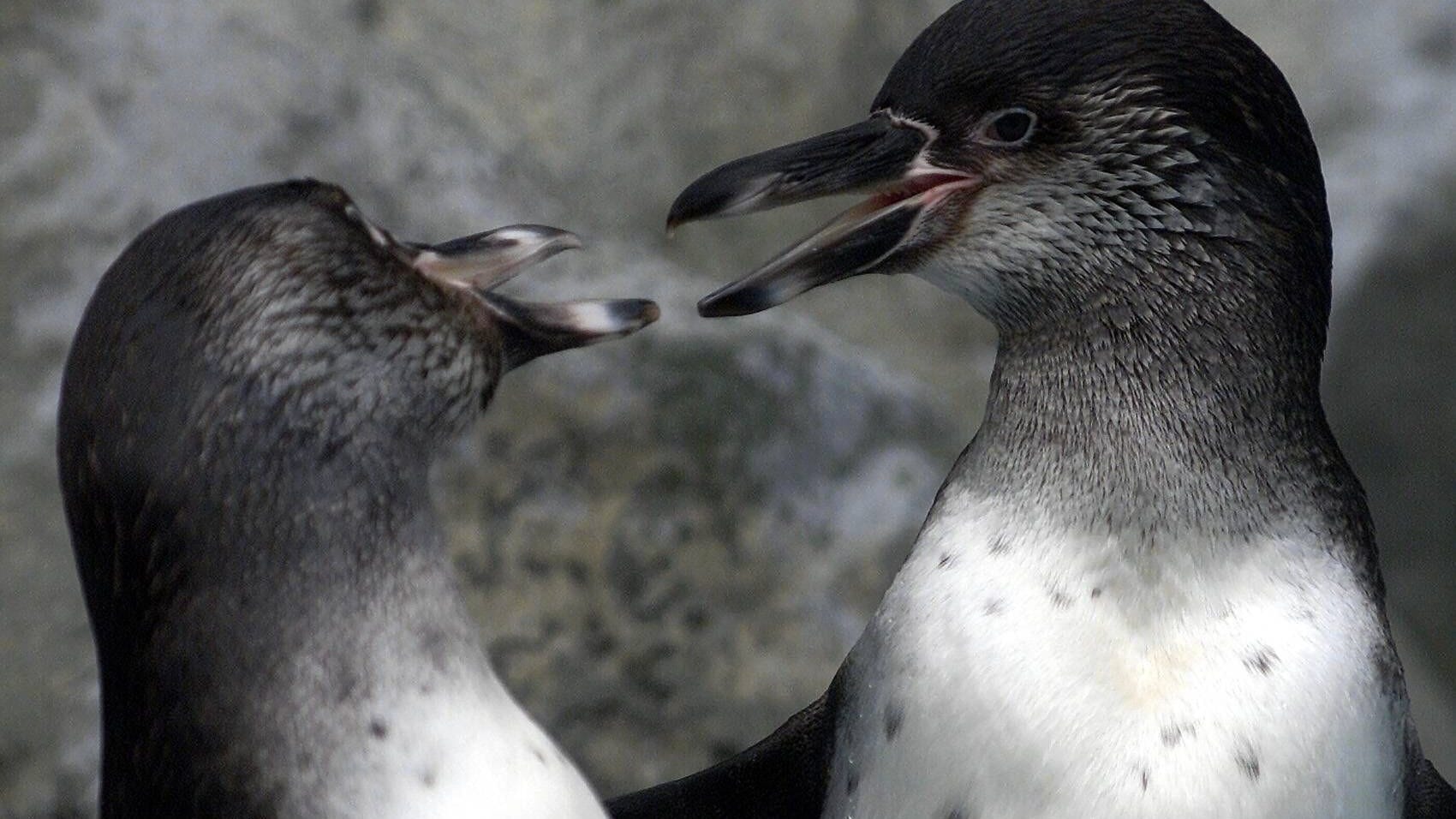 Zwei Humboldtpinguine schnäbeln im Kölner Zoo (Archivbild).