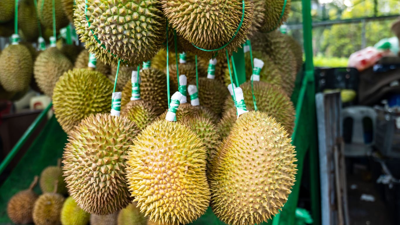 Durian-Früchte: In Südostasien werden sie geschätzt, wenn auch nicht von allen.