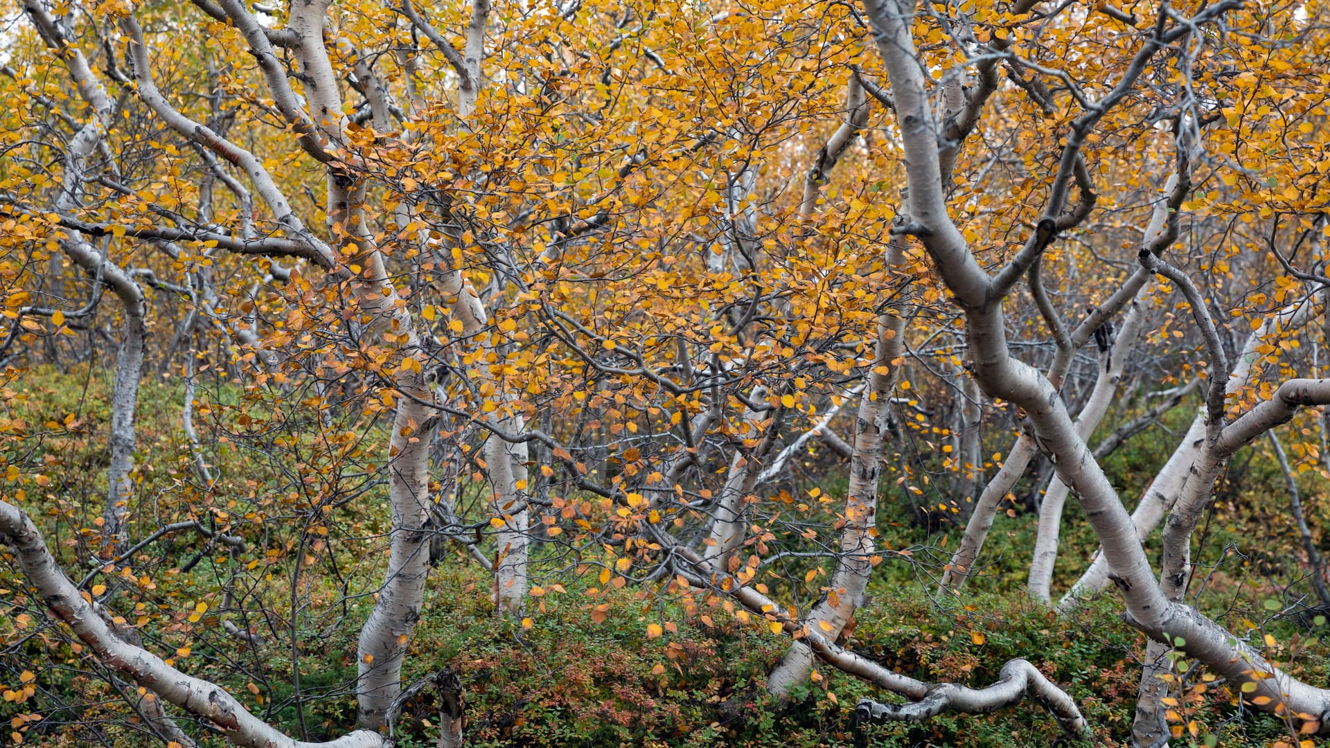 Eine Gruppe Moorbirken: Die zähe Pflanze ist Baum des Jahres.