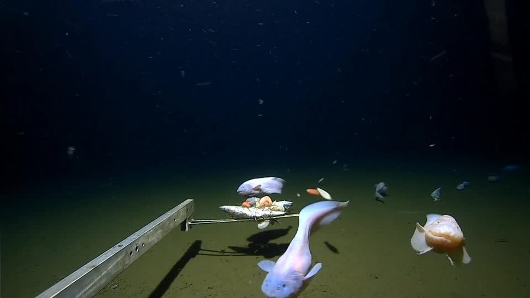 研究者は信じられないほどの深さで魚を見つけます