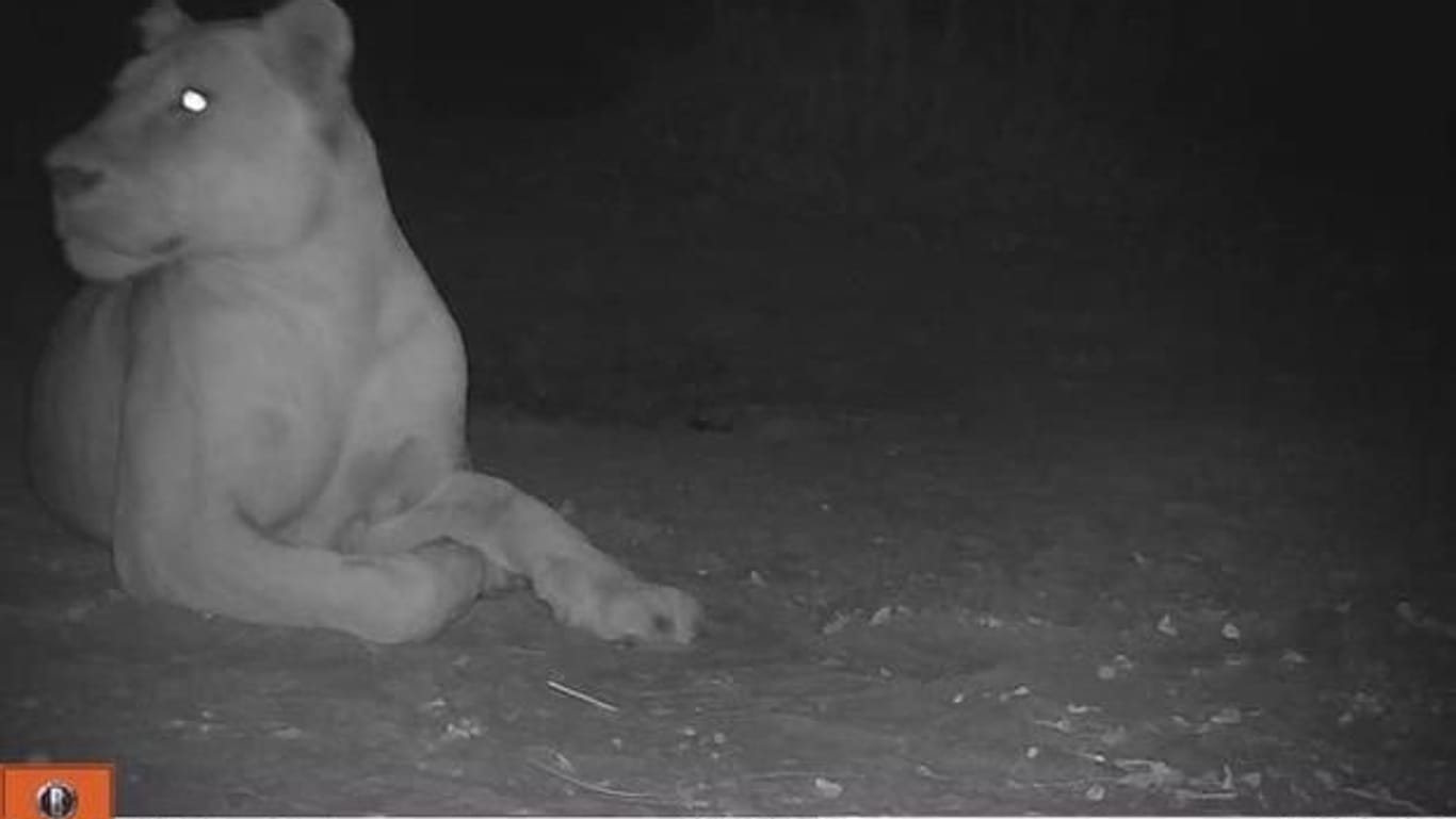 Ein von der Regierung des Tschad und der Wildlife Conservation Society (WCS) am 20. April 2023 veröffentlichtes Foto zeigt ein gesundes Löwenweibchen im Sena Oura Nationalpark im Tschad, wo die Großkatzen seit 2004 nicht mehr gesichtet wurden.