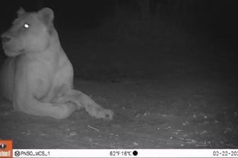 Ein von der Regierung des Tschad und der Wildlife Conservation Society (WCS) am 20. April 2023 veröffentlichtes Foto zeigt ein gesundes Löwenweibchen im Sena Oura Nationalpark im Tschad, wo die Großkatzen seit 2004 nicht mehr gesichtet wurden.