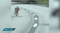 Wolf auf Autobahn 71 bei Schweinfurt gesichtet