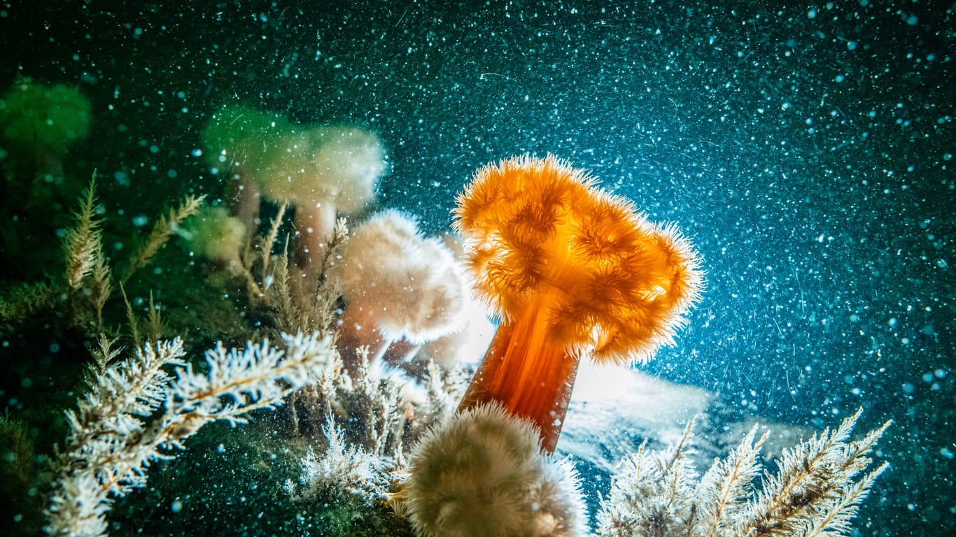 Von Greenpeace beauftragte Spezialtaucher untersuchten den Meeresgrund zwischen Borkum und Schiermonnikoog. Dort hätten sie artenreiche Steinriffe gefunden, heißt es.