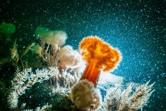 Von Greenpeace beauftragte Spezialtaucher untersuchten den Meeresgrund zwischen Borkum und Schiermonnikoog. Dort hätten sie artenreiche Steinriffe gefunden, heißt es.