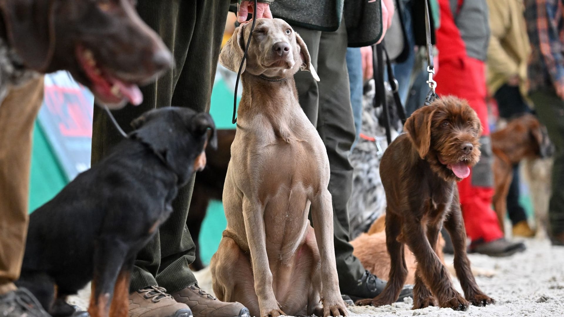 Hunde Hunde