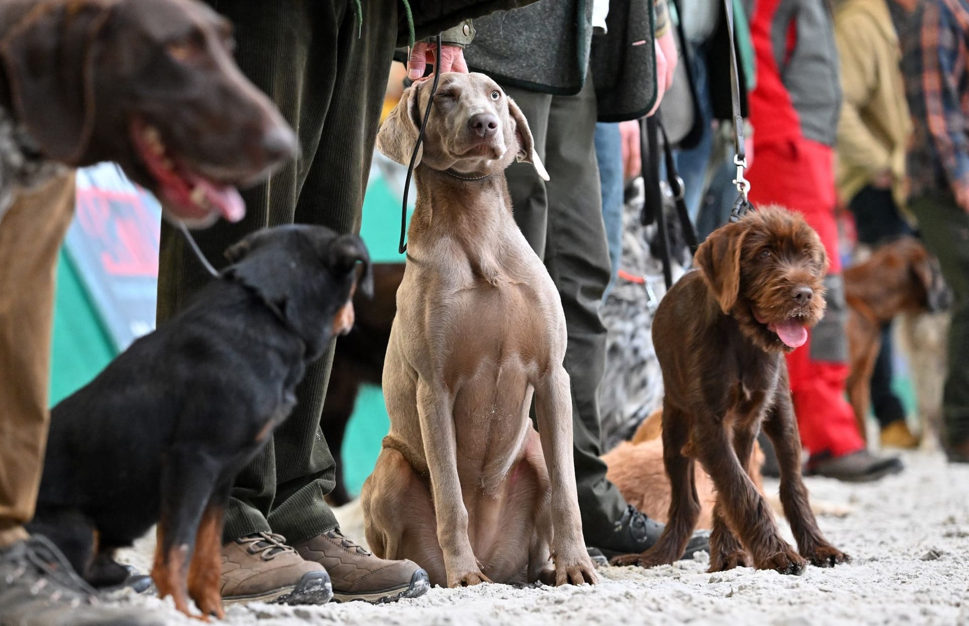Hunde