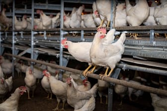 Legehennen eines Bio-Betriebs (Archivbild): Tierschutzorganisationen kritisieren die Eier-Industrie insgesamt.