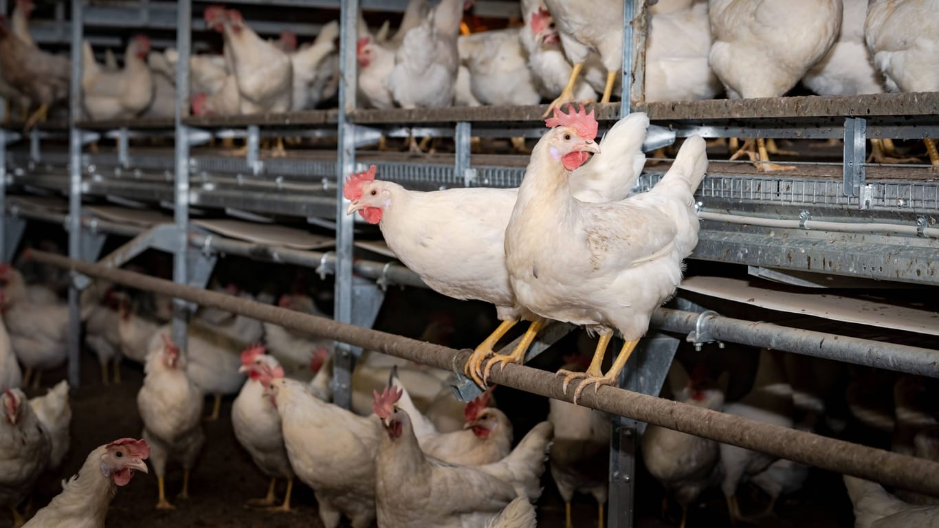 Legehennen eines Bio-Betriebs (Archivbild): Tierschutzorganisationen kritisieren die Eier-Industrie insgesamt.