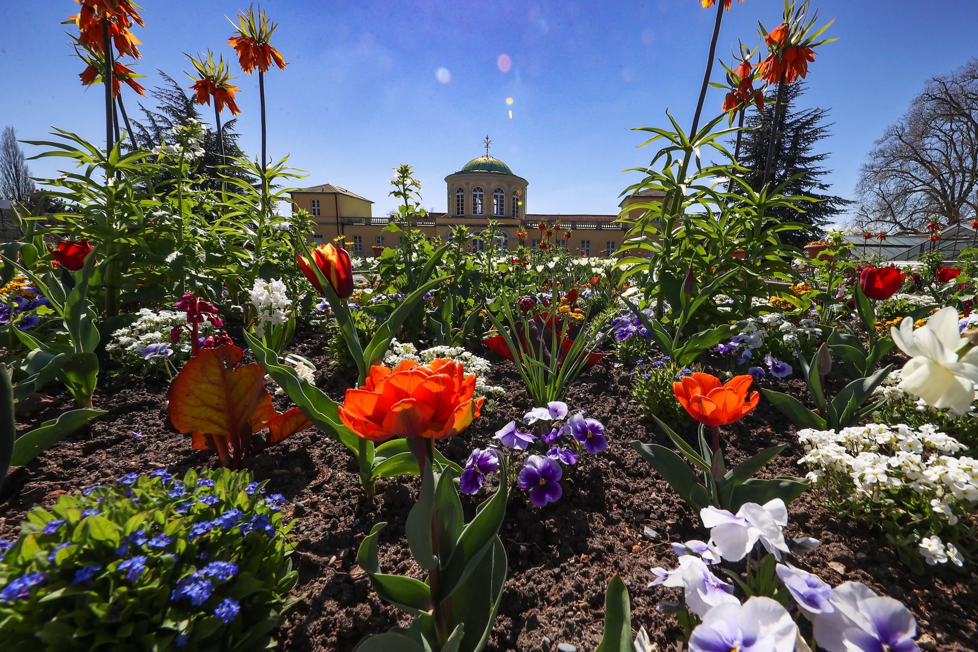 Frühlingsblumen blühen im Bergarten in Hannover-Herrenhausen: Am Wochenende erwarten Hannover Temperaturen über 20 Grad.