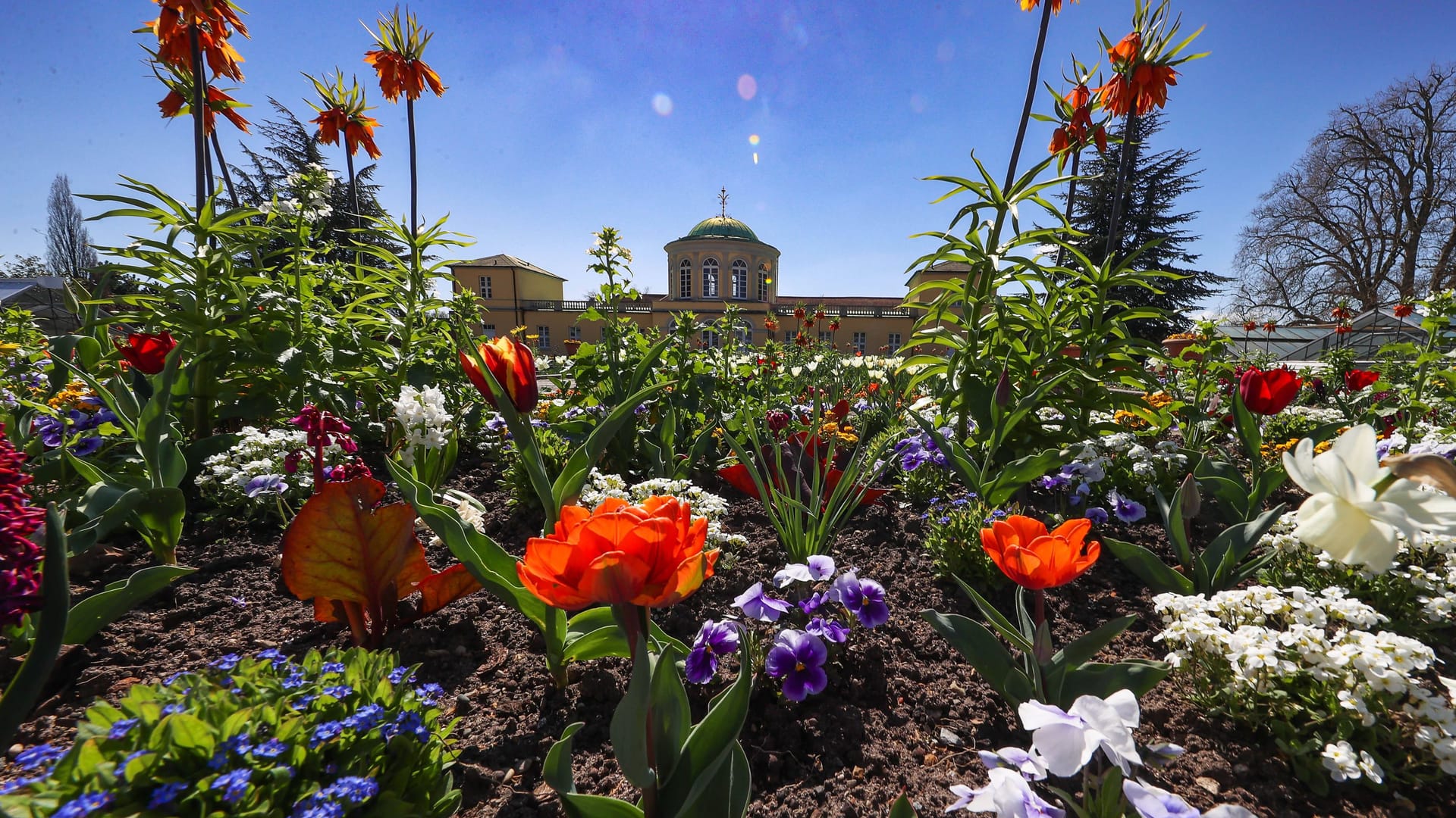 Frühlingsblumen blühen im Bergarten in Hannover-Herrenhausen: Am Wochenende erwarten Hannover Temperaturen über 20 Grad.