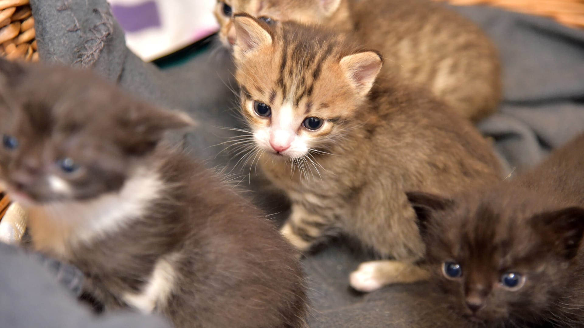 Katzenbabys in einem Körbchen (Symbolfoto): Das Tierheim in Bergedorf hofft auf Hinweise auf die Besitzer. Das gesamte Team sei "nervlich am Ende". Katzenbabys in einem Körbchen (Symbolfoto): Das Tierheim in Bergedorf hofft auf Hinweise auf die Besitzer. Das gesamte Team sei "nervlich am Ende".