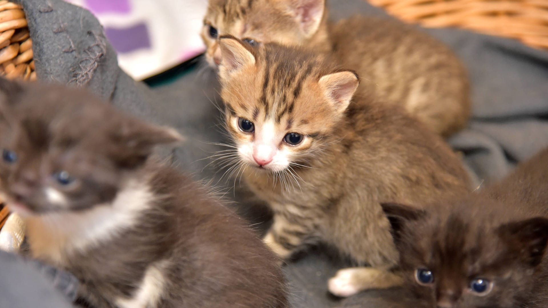 Katzenbabys in einem Körbchen (Symbolfoto): Das Tierheim in Bergedorf hofft auf Hinweise auf die Besitzer. Das gesamte Team sei "nervlich am Ende". Katzenbabys in einem Körbchen (Symbolfoto): Das Tierheim in Bergedorf hofft auf Hinweise auf die Besitzer. Das gesamte Team sei "nervlich am Ende".