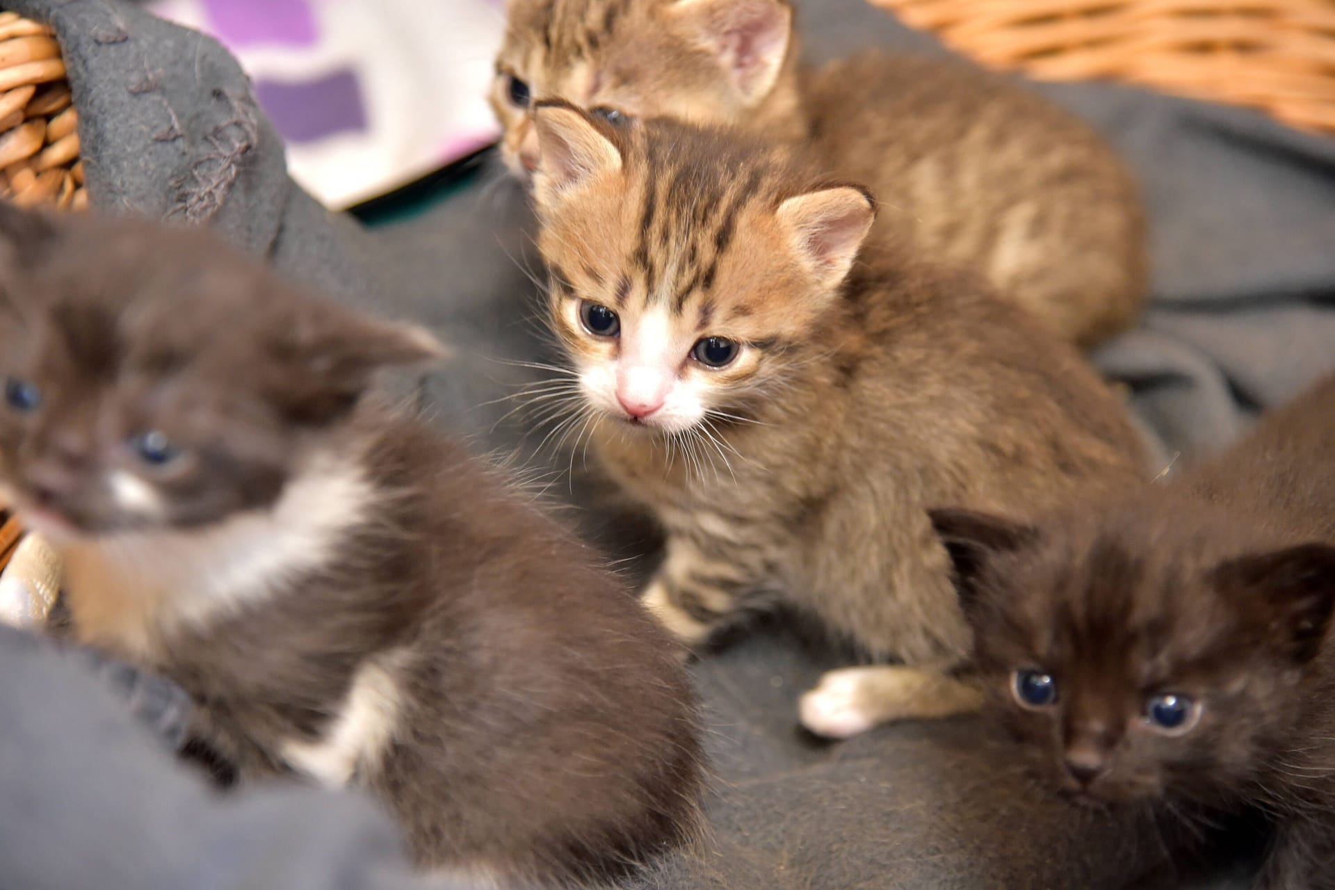 Katzenbabys in einem Körbchen (Symbolfoto): Das Tierheim in Bergedorf hofft auf Hinweise auf die Besitzer. Das gesamte Team sei "nervlich am Ende".