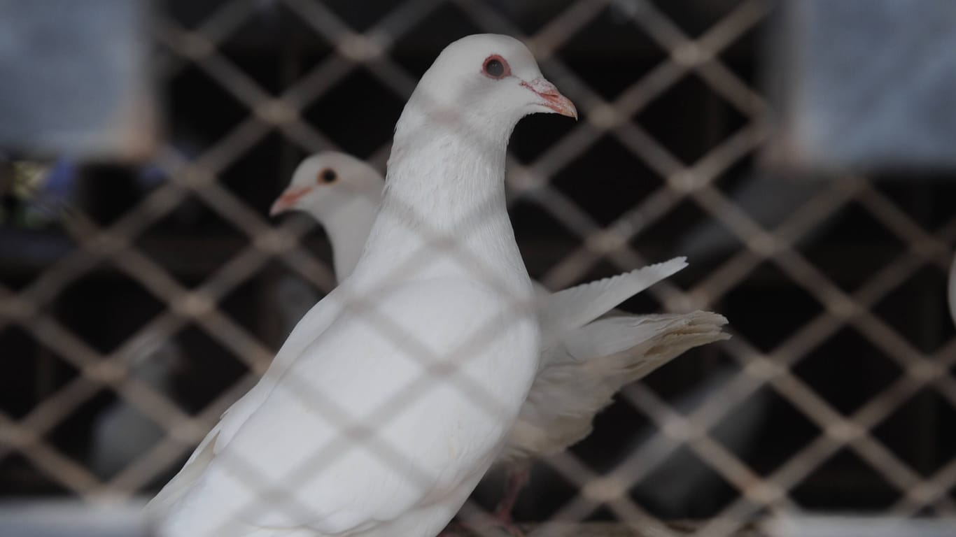 Tauben in einem Käfig (Symbolbild): In Portugal erschoss ein Taubenzüchter drei Kollegen bei einem Streit.