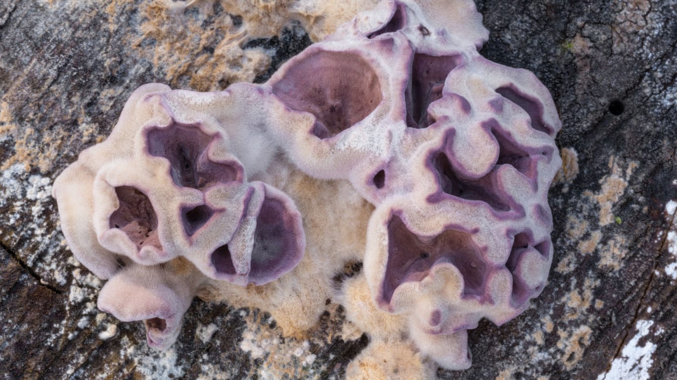 Auf dem Vormarsch: Neben dem Chondrostereum purpureum gibt es immer mehr Pilzarten, die auch Menschen infizieren können.