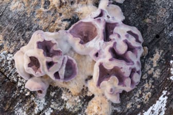 Auf dem Vormarsch: Neben dem Chondrostereum purpureum gibt es immer mehr Pilzarten, die auch Menschen infizieren können.