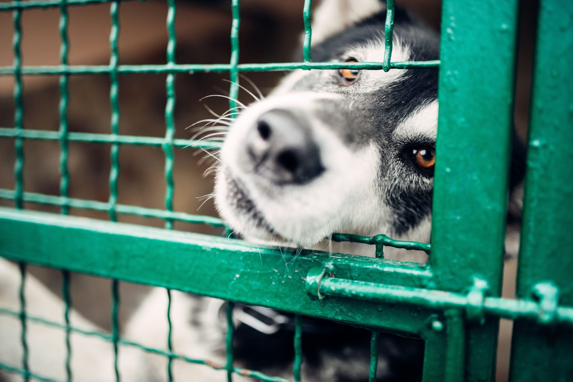 Ein Hund schaut durch das Gitter eines Zwingers (Symbolfoto): Einige Bewohner des Bremer Tierheims sind seit mehreren Jahren dort. Gibt es für sie bald ein Happy End?