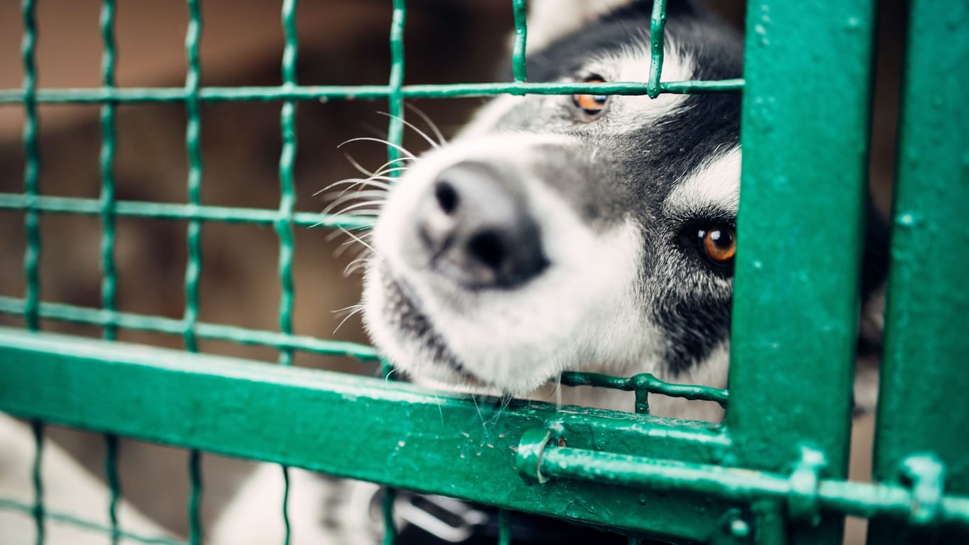 Ein Hund schaut durch das Gitter eines Zwingers (Symbolfoto): Einige Bewohner des Bremer Tierheims sind seit mehreren Jahren dort. Gibt es für sie bald ein Happy End?