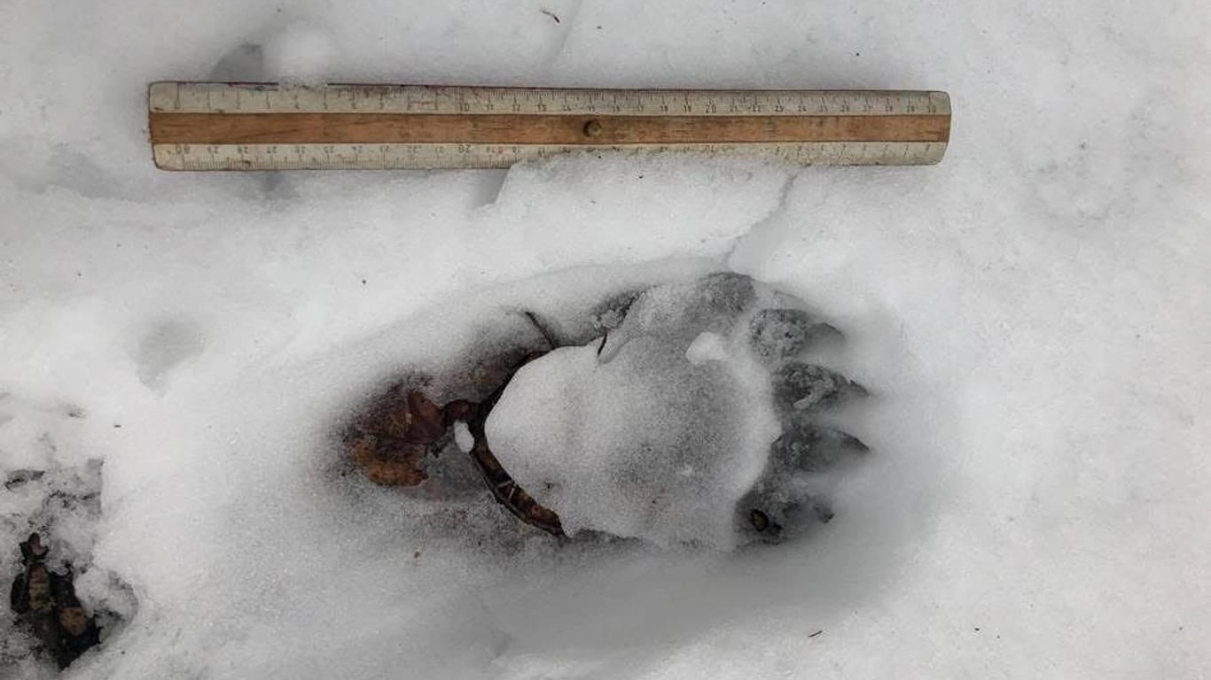 Der Abdruck einer Bärentatze im Schnee: Nach der Spur vom Wochenende wurde gestern bestätigt, dass ein Bär Schafe getötet hat.