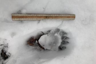 Der Abdruck einer Bärentatze im Schnee: Nach der Spur vom Wochenende wurde gestern bestätigt, dass ein Bär Schafe getötet hat.