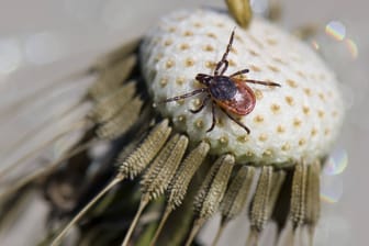 Zecke auf einem Löwenzahn: Nicht auf jeder Pflanze fühlen sich Zecken so wohl.