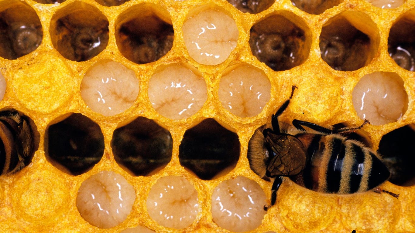 Bis sie sich verpuppen, ernähren sich Bienenlarve von den Waben im Nest.