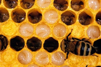 Bis sie sich verpuppen, ernähren sich Bienenlarve von den Waben im Nest.