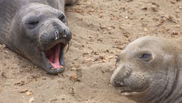 Northern elephant seals live in the eastern Pacific Ocean off the coast of North America from Baja California to Alaska and the Aleutian Islands.