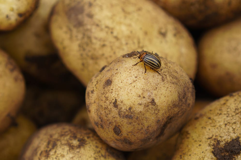 Mit Ihren Giftstoffen schützt sich die Kartoffel gegen Schädlinge.