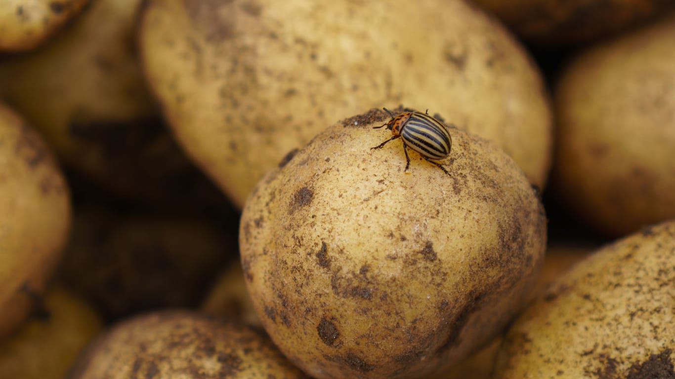 Mit Ihren Giftstoffen schützt sich die Kartoffel gegen Schädlinge.