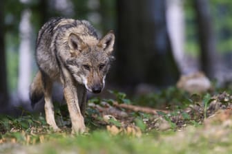 Ein Wolf: Ist er für den Ausbruch verantwortlich?