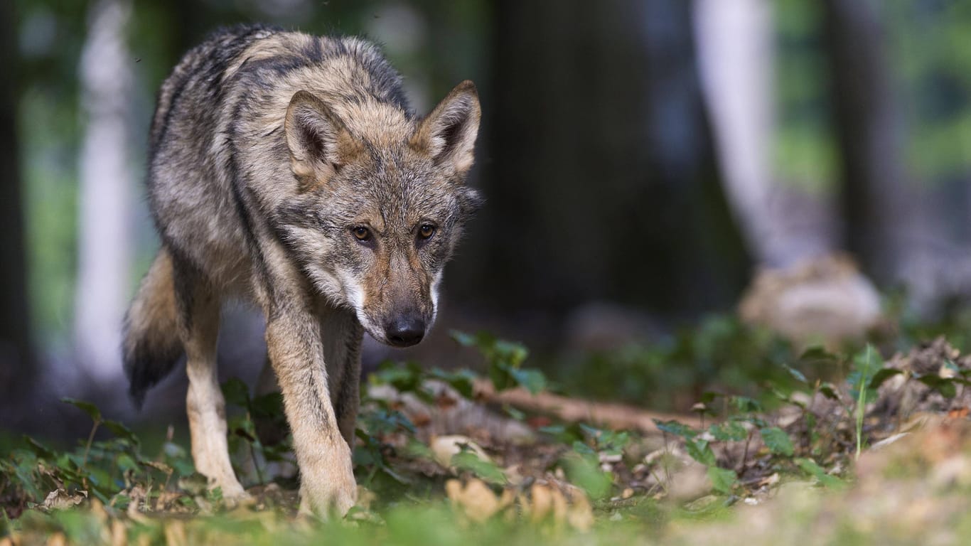Ein Wolf: Ist er für den Ausbruch verantwortlich?