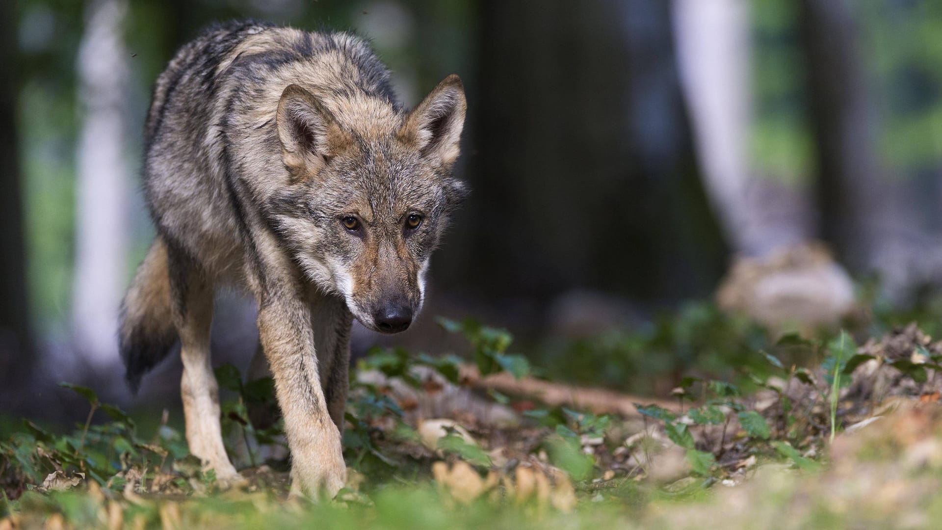 Ein Wolf: Ist er für den Ausbruch verantwortlich?